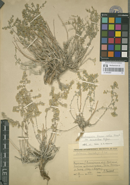 LE 00052867