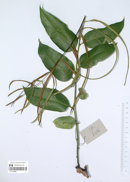 LE 01122586