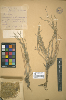 LE 00052873