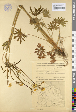 LE 01111447