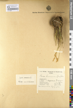 LE 01132981