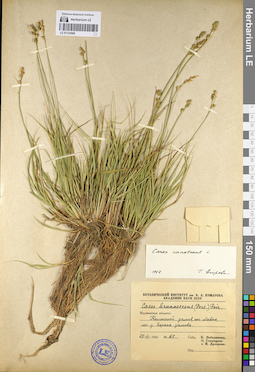 LE 01133008