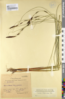 LE 01133284