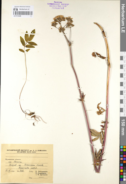 LE 01133440