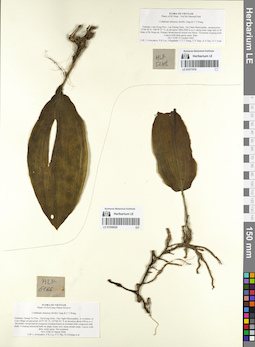 LE 01077076