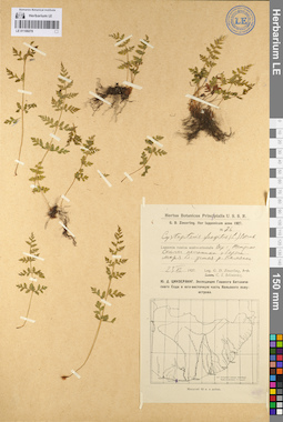 LE 01106078