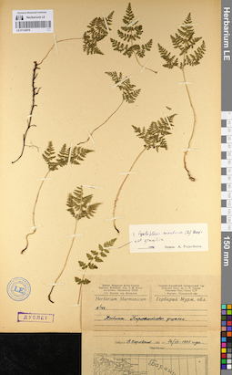 LE 01143916