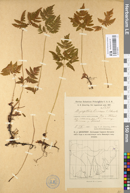 LE 01144075