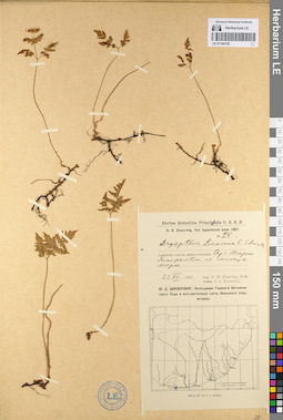 LE 01144155