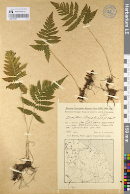 LE 01144181