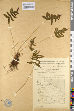 LE 01144184