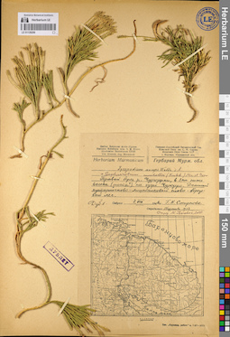 LE 01139299