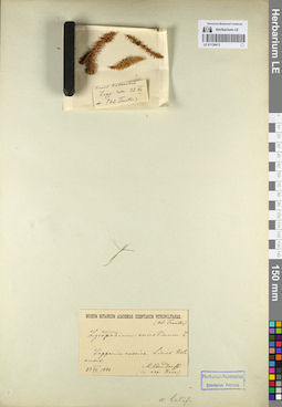 LE 01139413