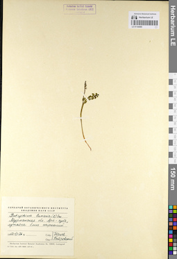 LE 01144485