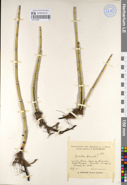 LE 01144666