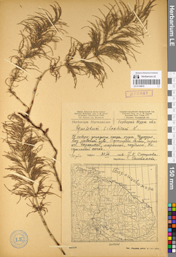 LE 01144818