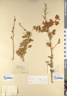 LE 01072706