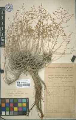 LE 00052884