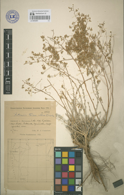 LE 00052881