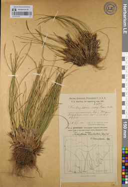 LE 01131775