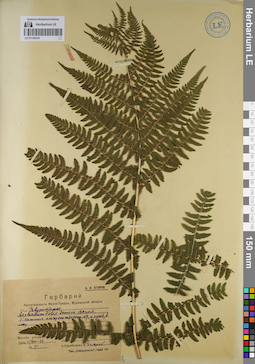 LE 01144334