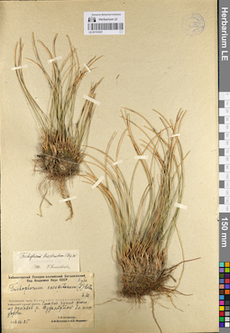 LE 01131537