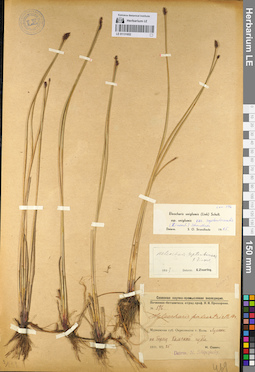 LE 01131652