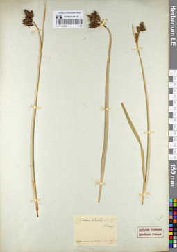 LE 01132065