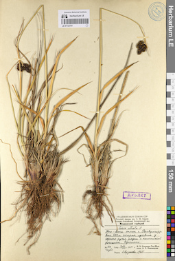LE 01132101
