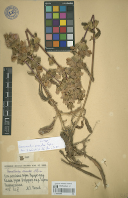 LE 00052964