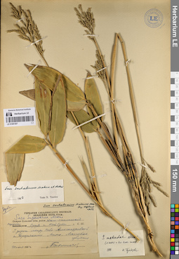 LE 01081507