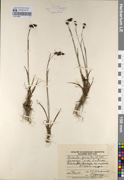 LE 01135684