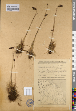 LE 01135741