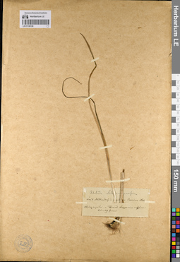 LE 01136126