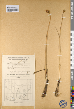 LE 01136141