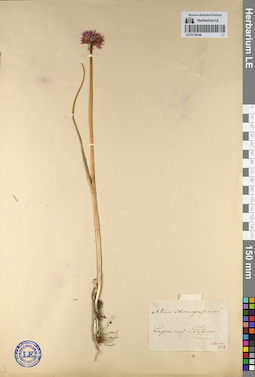 LE 01136146