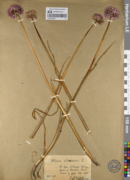 LE 01136170