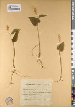 LE 01136198