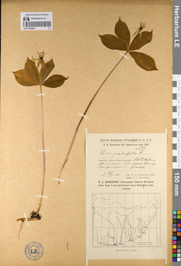 LE 01136246