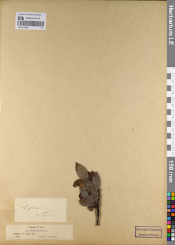 LE 01137036