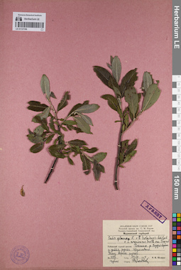 LE 01137106