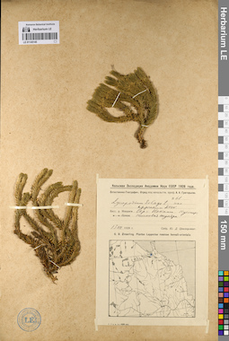 LE 01145145
