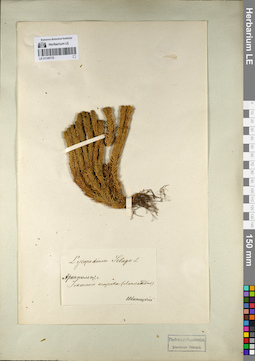 LE 01145170