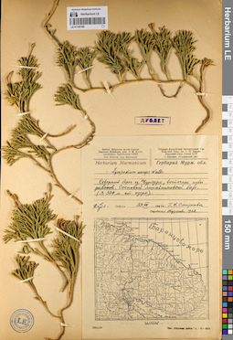 LE 01145196