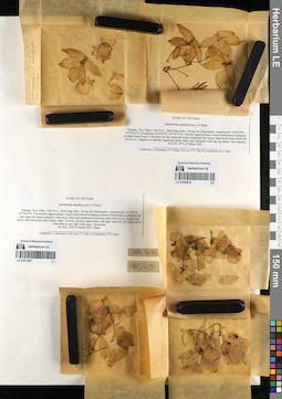 LE 01077097