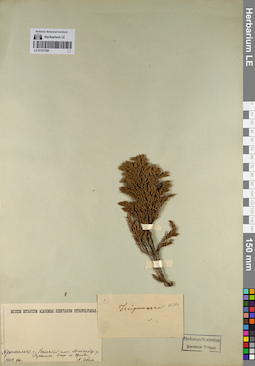 LE 01127528