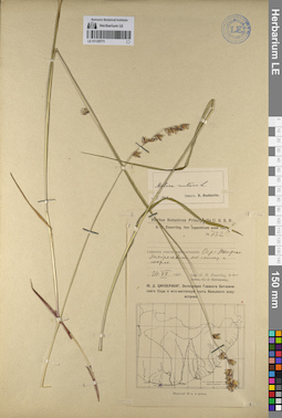 LE 01129771
