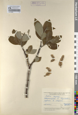 LE 01136901