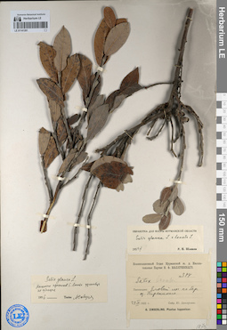 LE 01141281