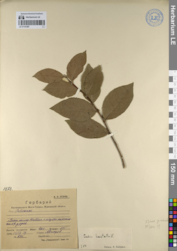 LE 01141487